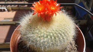 Photo of Cuidados com a planta Parodia haselbergii ou Notocactus haselbergii