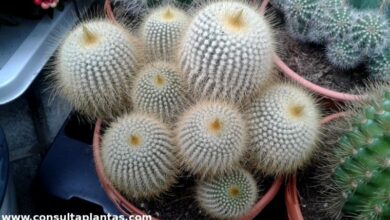 Photo of Cuidados com a planta Parodia leninghausii ou Bola de Ouro