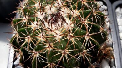 Photo of Cuidados com a planta Parodia ottonis ou Echinocactus ottonis