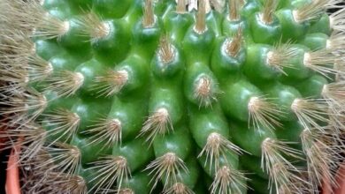 Photo of Cuidados com a planta Parodia penicillata ou Notocactus penicillatus