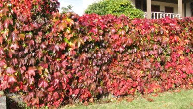 Photo of Cuidados com a planta Parthenocissus quinquefolia ou Virginia creeper