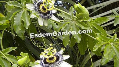Photo of Cuidados com a planta Passiflora caerulea ou Passion Flower