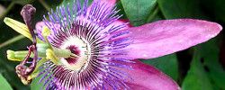 Photo of Cuidados com a planta Passiflora x violacea ou Pasionaria violeta