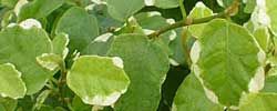 Photo of Cuidados com a planta Pavetta lanceolata ou Lanceolata de novia