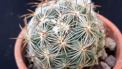 Photo of Cuidados com a planta Pediocactus simpsonii ou Echinocactus simpsonii