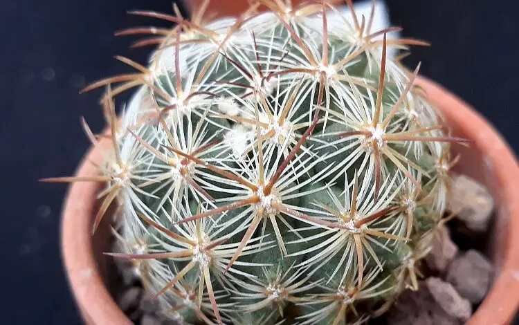 Pediocactus Simpsonii - Mountain Ball Cactus Photograph by 