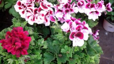 Photo of Cuidados com a planta Pelargonium grandiflorum ou Geranium pensamiento