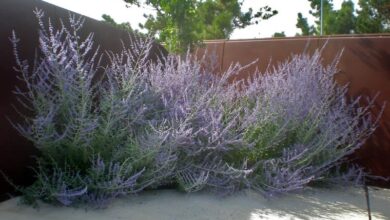 Photo of Cuidados com a planta Perovskia atriplicifolia ou Sage russa