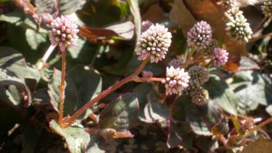 Photo of Cuidados com a planta Persicaria capitata, Persicaria ou Nudosilla