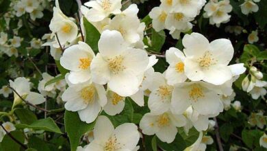 Photo of Cuidados com a planta Philadelphus coronarius, Celindo ou Filadelfo