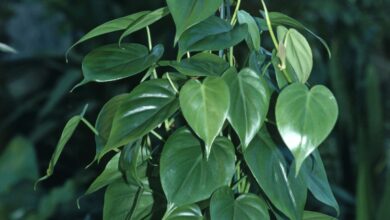 Photo of Cuidados com a planta Philodendron scandens ou escalada Philodendron