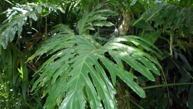 Photo of Cuidados com a planta Philodendron selloum ou Filodendro paraguayo