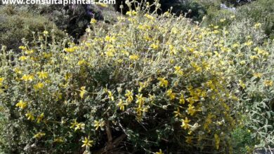 Photo of Cuidados com a planta Phlomis lanata ou Matagallo