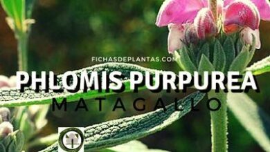 Photo of Cuidados com a planta Phlomis purpurea ou Matagallo