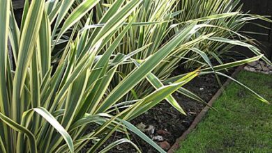 Photo of Cuidados com a planta Phormium tenax, New Zealand Flax ou Formio