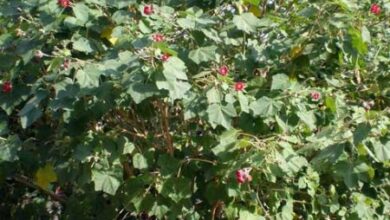 Photo of Cuidados com a planta Phymosia umbellata ou Fimosia