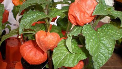 Photo of Cuidados com a planta Physalis alkekengi ou Alquequenje