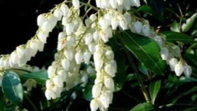 Photo of Cuidados com a planta Pieris japonica ou Andrómeda