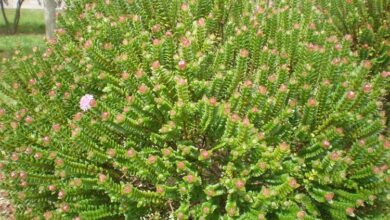 Photo of Cuidados com a planta Pimelea ferruginea ou Flor de Arroz