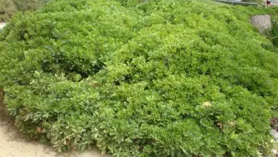 Photo of Cuidados com a planta Pittosporum tobira, Jasmim Chinês ou Pitosporo