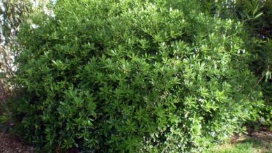 Photo of Cuidados com a planta Pittosporum truncatum ou Pitosporo