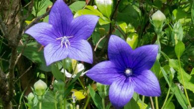 Photo of Cuidados com a planta Platycodon grandiflorus