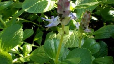 Photo of Cuidados com a planta Plectranthus caninus ou Coleus canina