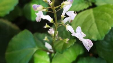 Photo of Cuidados com a planta Plectranthus verticillatus ou Silver plant