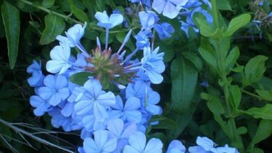 Photo of Cuidados com a planta Plumbago capensis, Matapeces ou Belesa