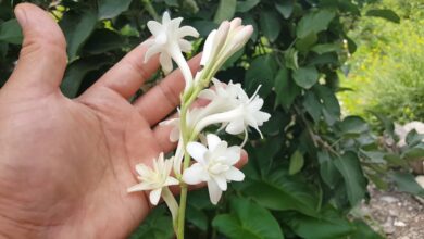 Photo of Cuidados com a planta Polianthes tuberosa ou Nardo