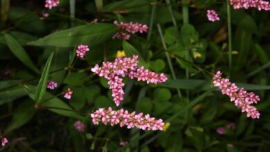 Photo of Cuidados com a planta Polygonum persicaria ou Persicaria