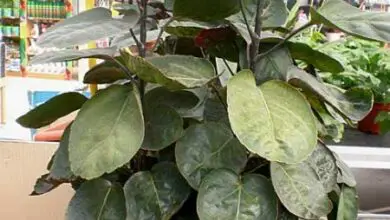 Photo of Cuidados com a planta Polyscias balfouriana ou Poliscia