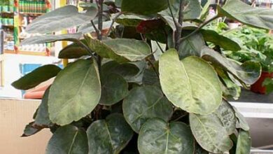 Photo of Cuidados com a planta Polyscias balfouriana ou Poliscia