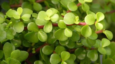 Photo of Cuidados com a planta Portulacaria afra ou Elephant bush