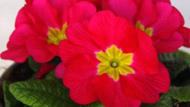 Photo of Cuidados com a planta Primula acaulis, Primula ou Spring