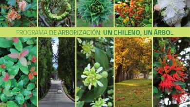 Photo of Cuidados com a planta Prosopis chilensis ou gafanhoto chileno