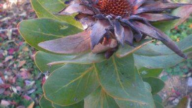 Photo of Cuidados com a planta Protea eximia ou Protea latifolia