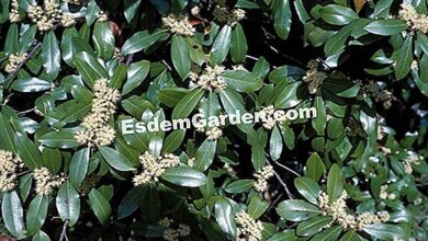Photo of Cuidados com a planta Prunus laurocerasus ou cerejeira