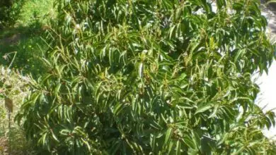 Photo of Cuidados com a planta Prunus lusitanica ou Lauroceraso de Portugal