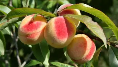 Photo of Cuidados com a planta Prunus persica, Peach