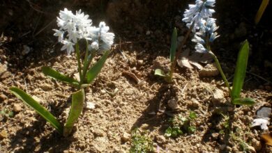 Photo of Cuidados com a planta Puschkinia scilloides ou Pushkinia