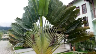 Photo of Cuidados com a planta Ravenala madagascariensis ou árvore do viajante