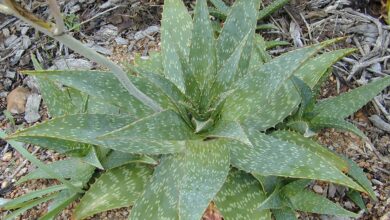 Photo of Cuidados com a planta real Aloe maculata ou Pita