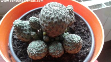 Photo of Cuidados com a planta Rebutia canigueralii ou Sulcorebutia rauschii