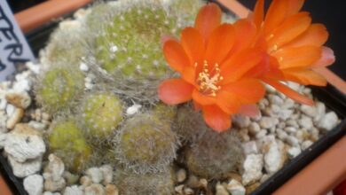 Photo of Cuidados com a planta Rebutia deminuta ou Aylostera deminuta