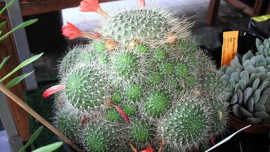 Photo of Cuidados com a planta Rebutia minuscula ou Rebutia senilis