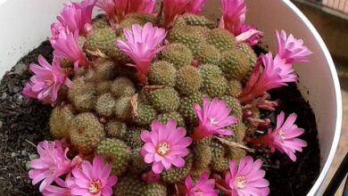 Photo of Cuidados com a planta Rebutia perplexa ou Aylostera perplexa