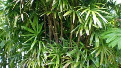 Photo of Cuidados com a planta Rhapis excelsa, Rapis ou Palma de Bambu