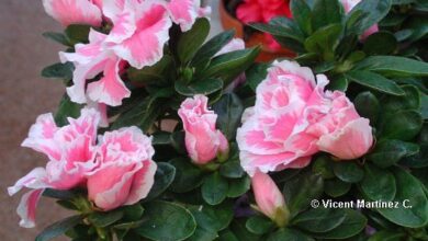 Photo of Cuidados com a planta Rhododendron indicum ou Azalea