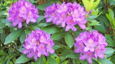 Photo of Cuidados com a planta Rhododendron ponticum, Ojaranzo ou Rhododendron